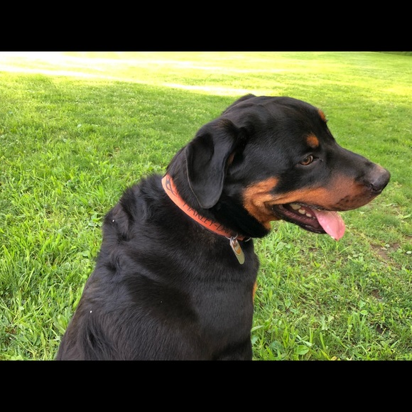 Meet your Posher, Roula - Picture 1 of 1